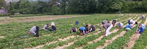 Beeren und Gemüse pflücken bei Weidmann in Embrach
