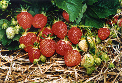 Auf der Chüeweid gibt es Beeren so weit das Auge reicht