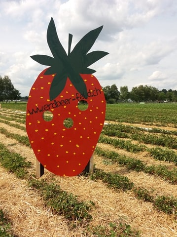 Erdbeeren und Gemüse selber pflücken in Wangen