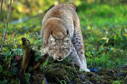 Tierpark Lange Erlen
