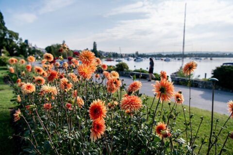 Fête du dahlia – Morges