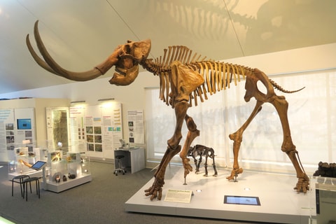 Mammut Museum Niederwenigen