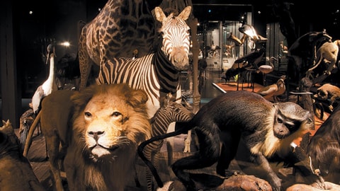 Naturhistorisches Museum Freiburg