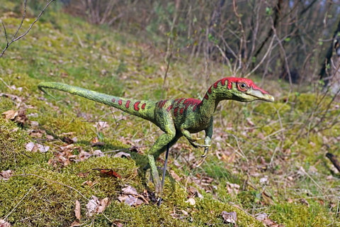Dino-Zoo