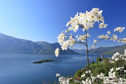 Brissago-Inseln im Lago Maggiore