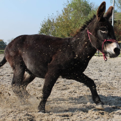 Eselmüller Grasswil