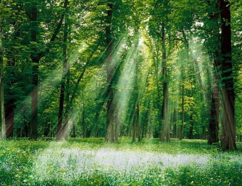 Zauberhafte Ausflüge in die Wälder des Jura