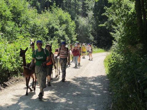 Lama- & Esel-Trekking Tessenberg