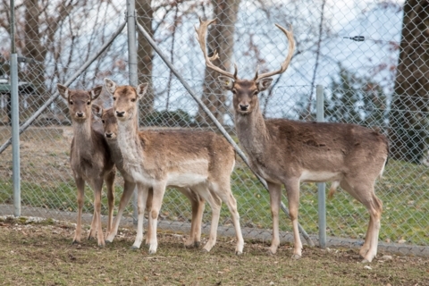 Parc des biches Guillemin – Pully (VD)