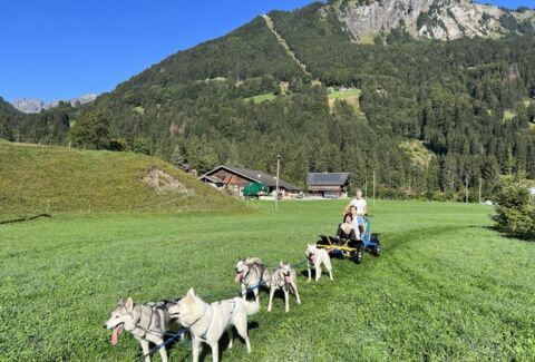 Testé pour vous : Formule 1 canine