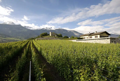 Dégustation & expériences aux Domaines Rouvinez (VS)