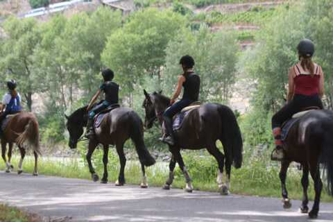 ED-KA Horses (VS)