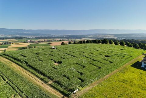Labyrinthe de maïs de Frienisberg (BE)