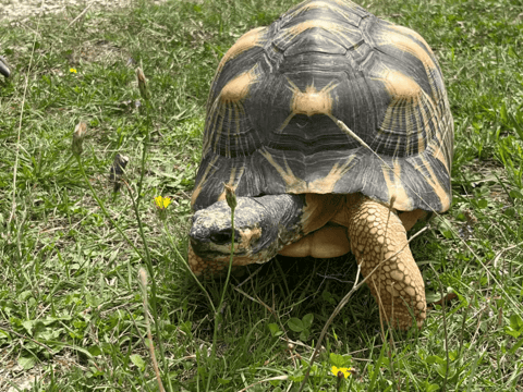 Une tortue rarissime voit le jour à Chavornay (VD)