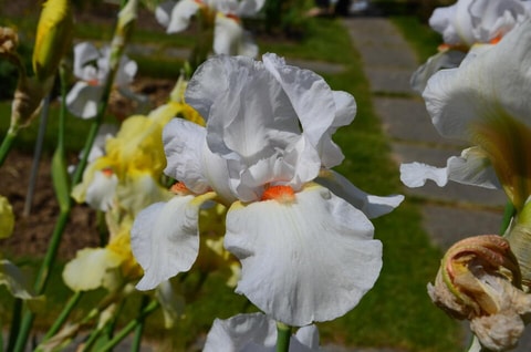 Fête du jardin à Porrentruy (JU)