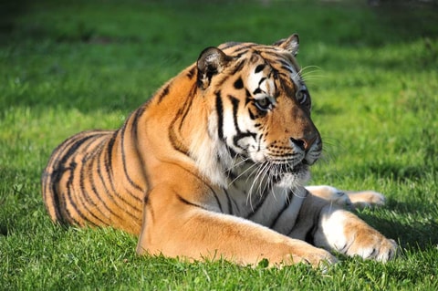 Le zoo de Servion perd son emblème et sa mascotte (VD)
