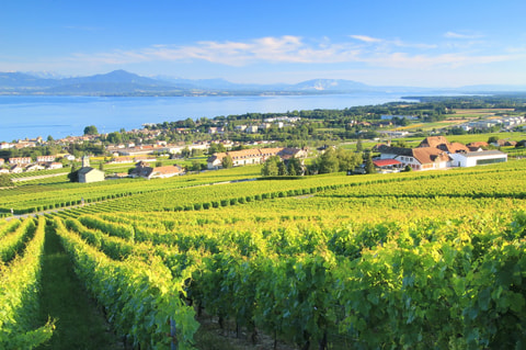 Parcours des cépages – Région de Nyon (VD)