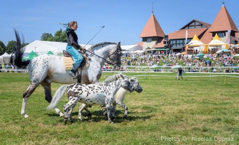 Marché-Concours de Saignelégier (JU)