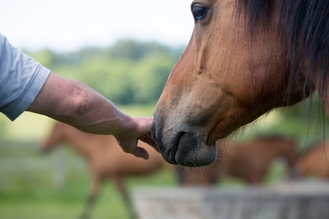 Murmurer à l&rsquo;oreille des chevaux