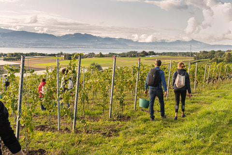 Au cœur des vendanges 2026