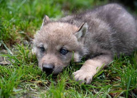 Tierpark Bern: Jetzt erobern die Jungtiere die Herzen