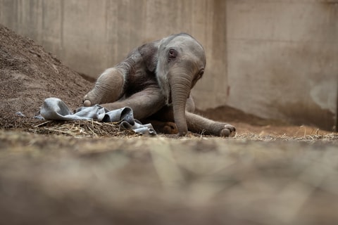 Trauer im Zoo: Elefantenkalb stirbt nach Geburt