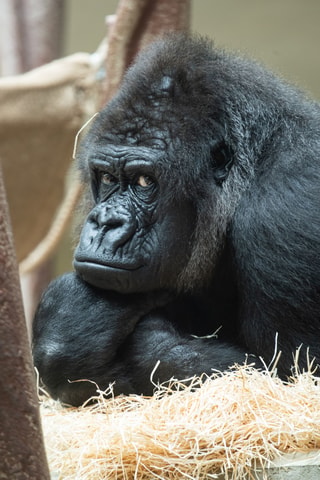 Tragischer Verlust bei den Basler Gorillas