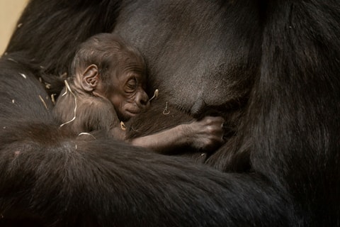 Grosser Jubel über kleinen Gorilla