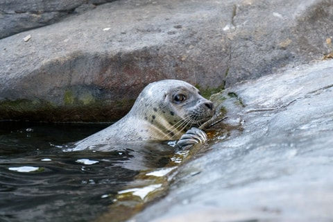 Kleiner Seehund erobert den Tierpark Bern