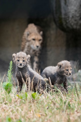 Xeros, Xolobeni, Xeric, Ximba, Xhosa und Xenia