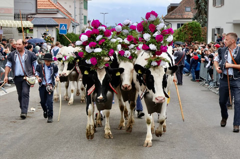 Désalpe de Semsales (FR)