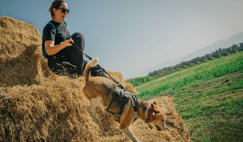 PlayDogs Run – Gimel (VD)