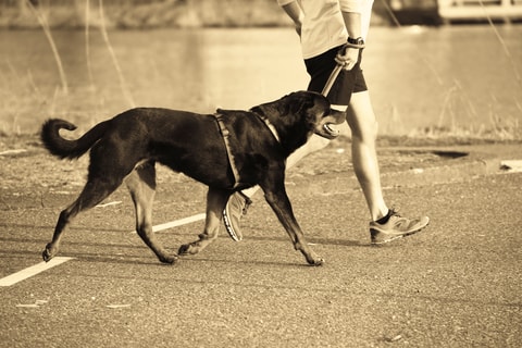Course canine – Noville (VD)