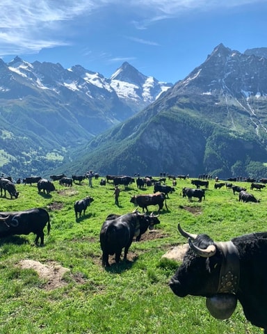 Alpabzug-Lehrpfad