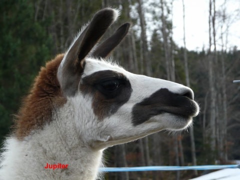 Lama Trekking - Wildhaus
