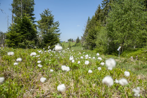 Barfuss durchs Hochmoor - Krummenau