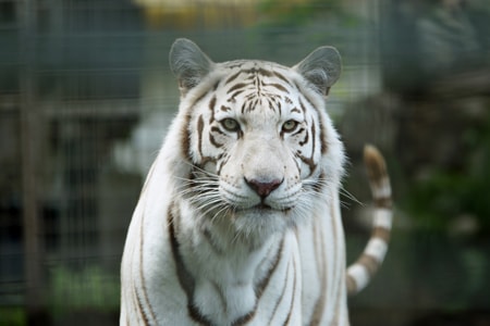 Strickler’s Raubtierpark – Subingen