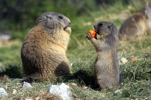 Wildpark Peter und Paul in St.Gallen