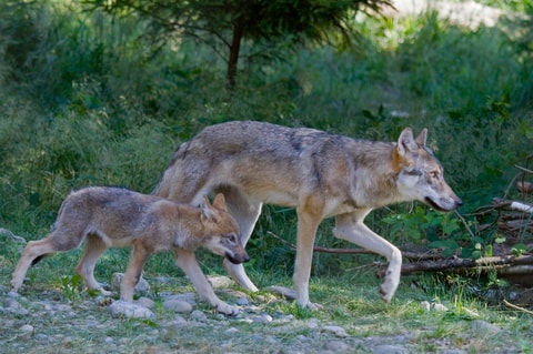 Wildpark Bruderhaus in Winterthur