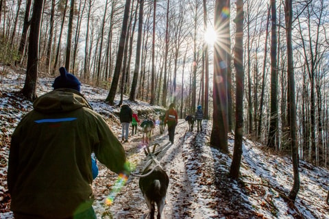 Geissen-Trekking zur Burgruine Homburg - Buckten