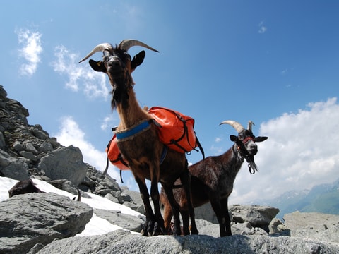 Packgeissen Trekking