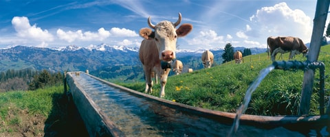 Hotel Simmental – Tradition im Gastgewerbe