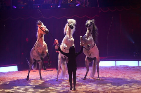 Circus Nock ist wieder in der Deutschschweiz!