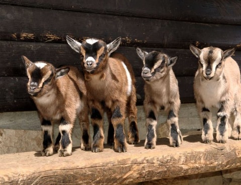 Tierpark Bois du Petit-Château