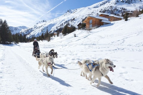 Schlittenhundefahrt
