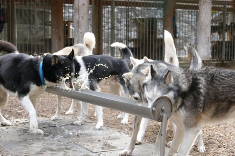 Besichtigung Husky-Gehege