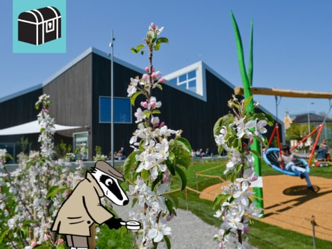 Detektiv-Trail Arbon – im Apfelparadies