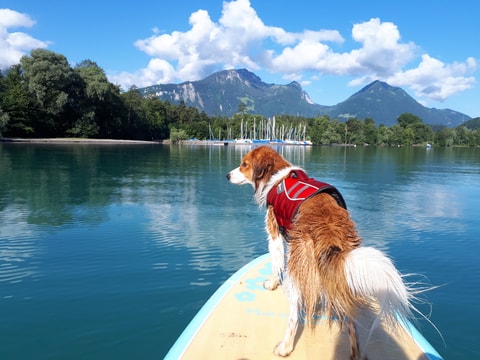 SUP mit Hund