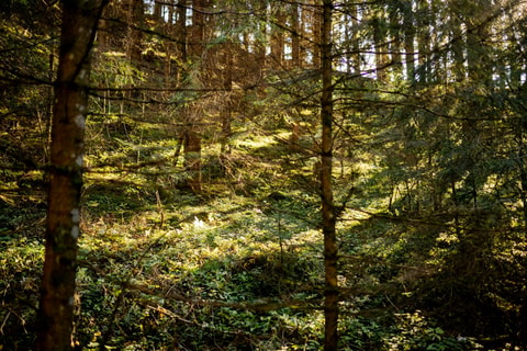 Bergwaldbaden auf dem Biohof Stächelmoos