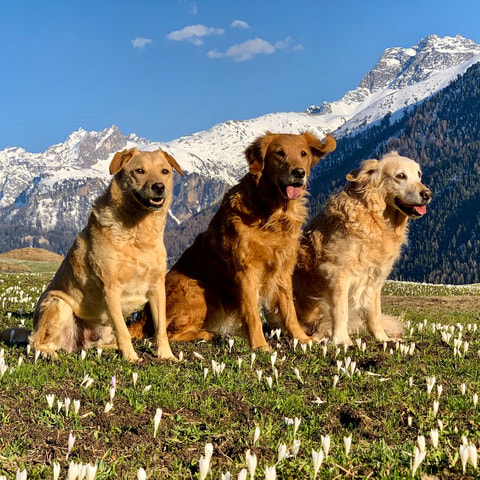 Hunde-Urlaub im Engadin